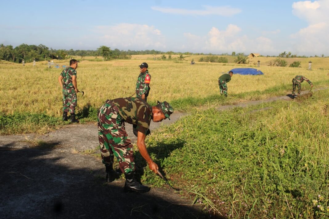 TNI Dampingi Petani Jelang Panen Raya di Subak Lanyah, Tabanan
