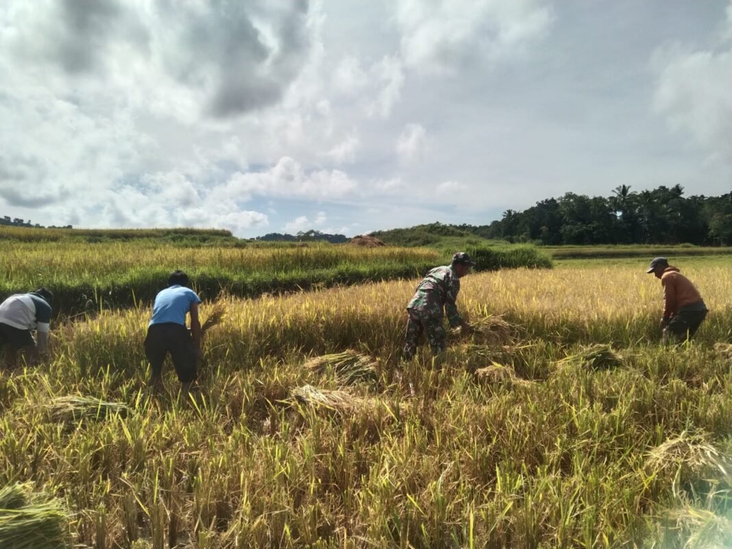 Serma M. Saidin Berkolaborasi dengan Petani dalam Panen Padi di Sumba Barat