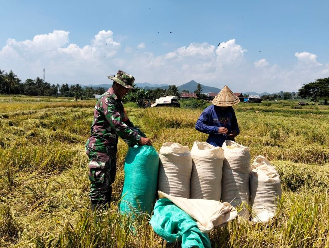 Sinergi TNI dan Petani dalam Modernisasi Panen Padi di Jeneponto