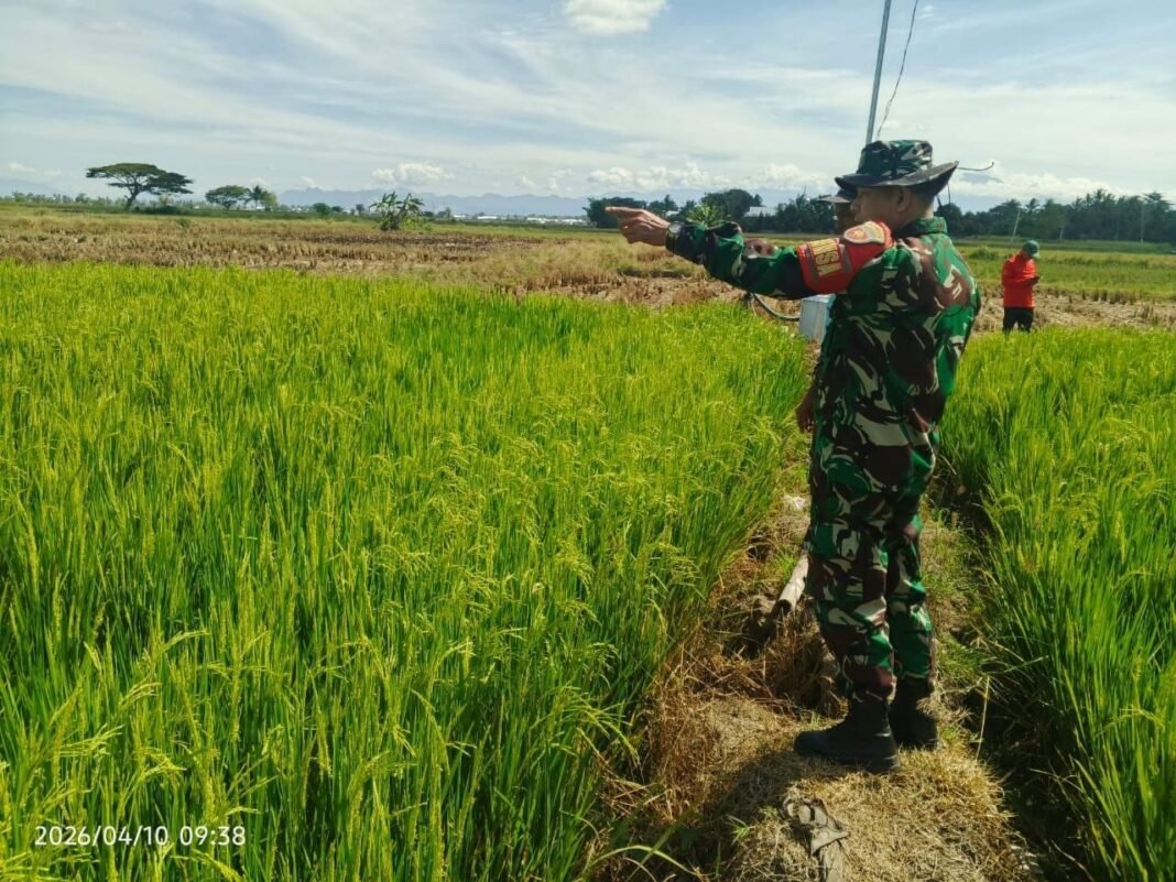 Babinsa Desa Aka Akae Lakukan Pemantauan Luas Tambah Tanam di Kelompok Tani Batang Ase