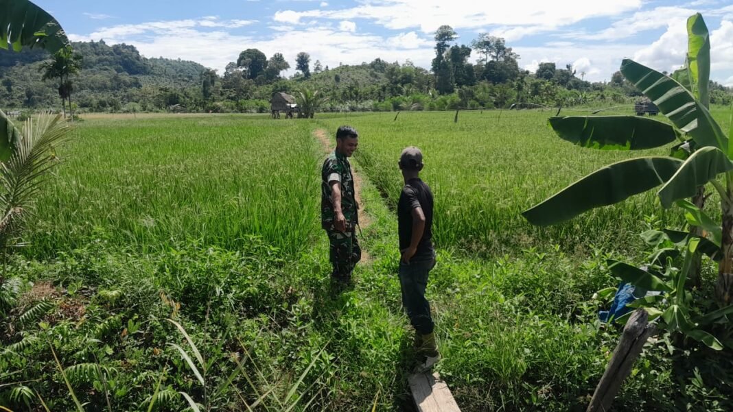 Babinsa Koramil 03/Setia Bakti Dampingi Poktan Tinjau Lahan Ketahanan Pangan Menjelang Masa Panen