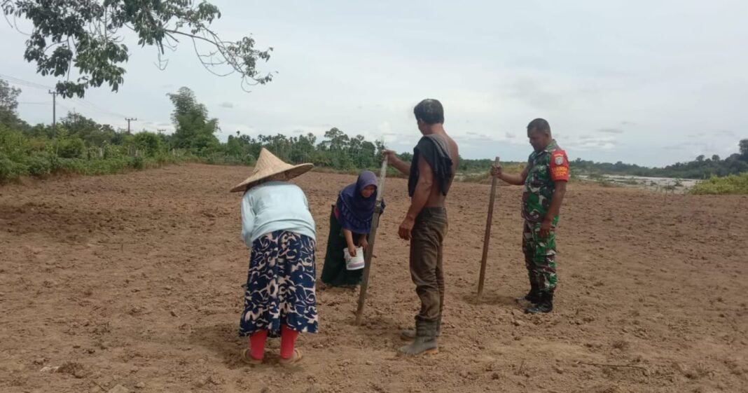 Serka Ruslan Turun ke Lahan Bantu Petani Tanam Kacang Tanah