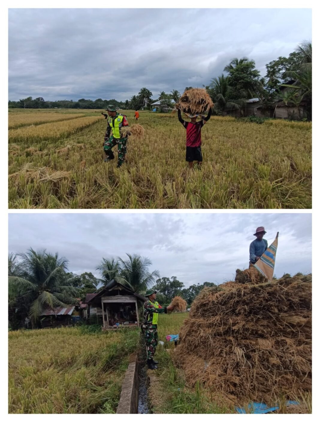 Kehadiran Babinsa Bantu Ringankan Beban Petani Saat Panen