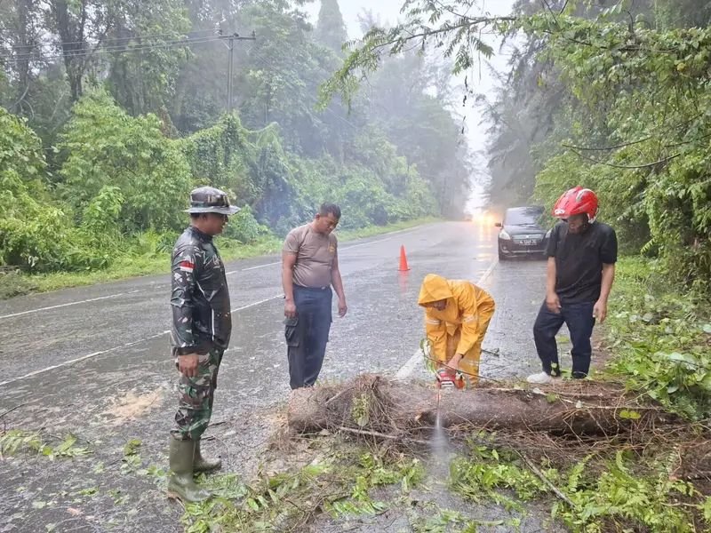 Jalur Banda Aceh–Calang Berangsur Normal Pasca Pohon Tumbang