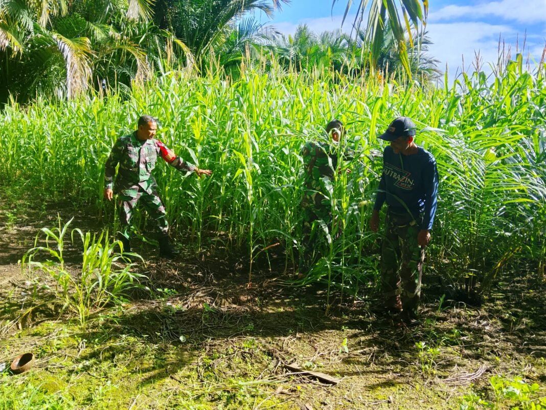 Babinsa Koramil 06/Teunom Tinjau Tanaman Jagung Warga untuk Dukung Ketahanan Pangan