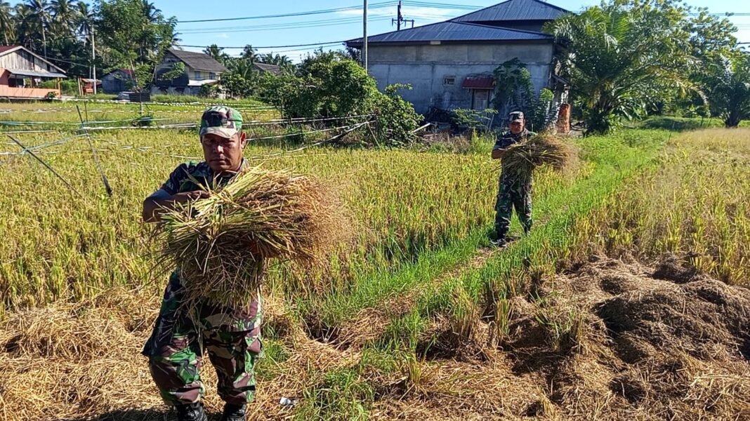 Babinsa Koramil 06/Teunom Turun ke Sawah Bantu Petani Panen Padi di Cotrieng
