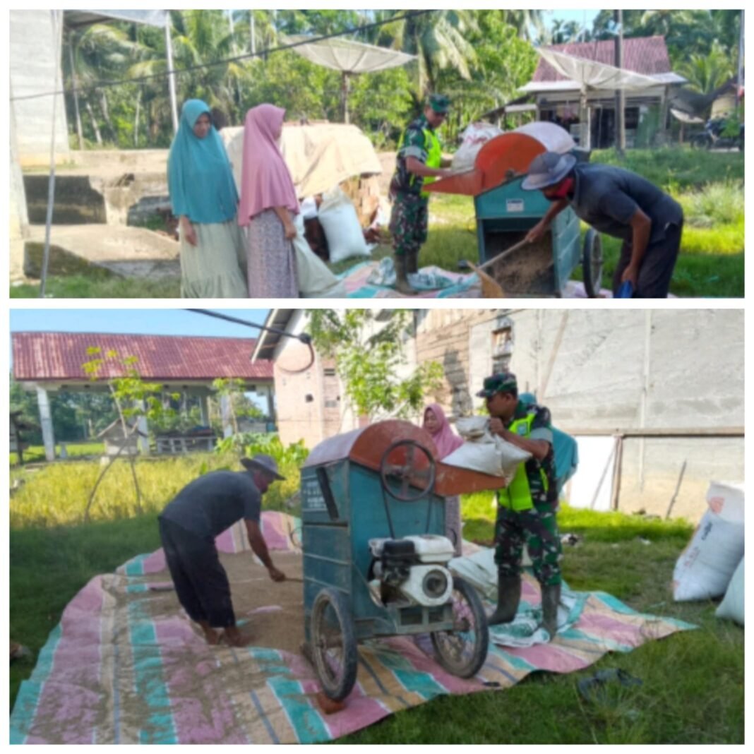 Dukung Ketahanan Pangan, Babinsa Terjun Langsung ke Sawah
