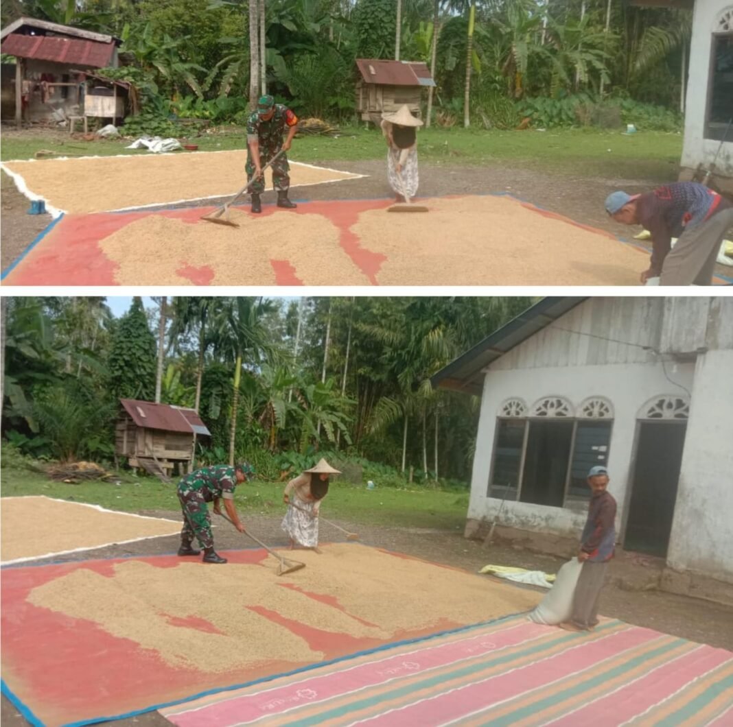 Serda Ari Mulyadi Babinsa Koramil Woyla Barat Turun Langsung Bantu Petani Jemur Hasil Pertanian