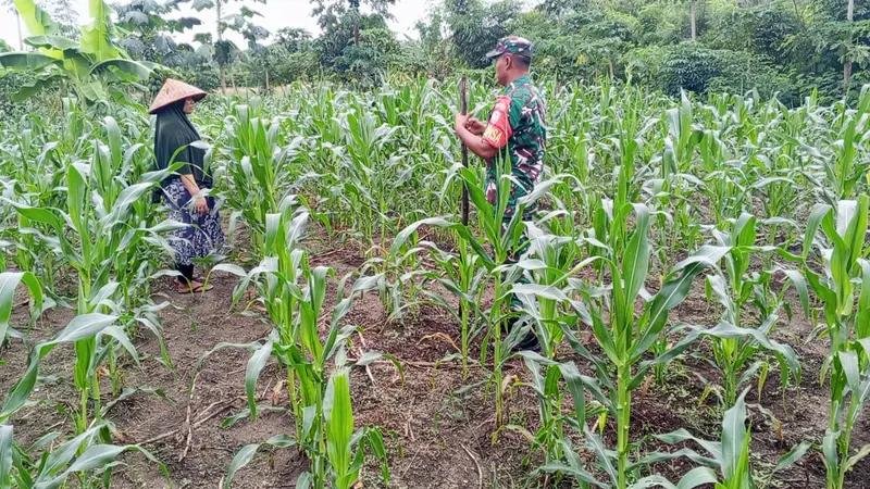 Jajaran Korem 012/TU Bangun Kedekatan dengan Warga Lewat Pendampingan Pertanian