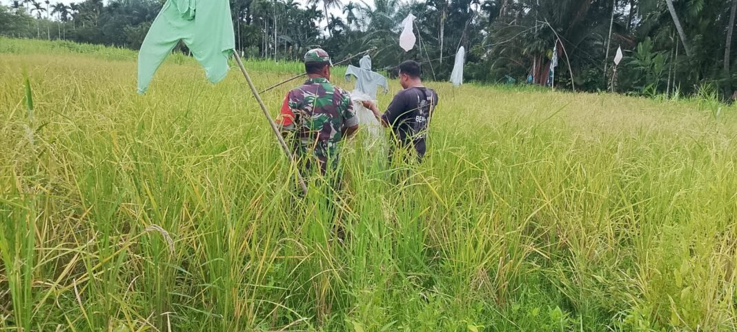 Babinsa Teunom dan Pasi Raya Bantu Petani Pasang Orang-Orangan Sawah untuk Lindungi Tanaman Padi