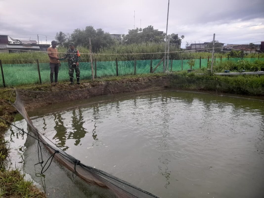Babinsa Teunom Dukung Ketahanan Pangan, Bantu Perawatan Budidaya Ikan Lele Warga
