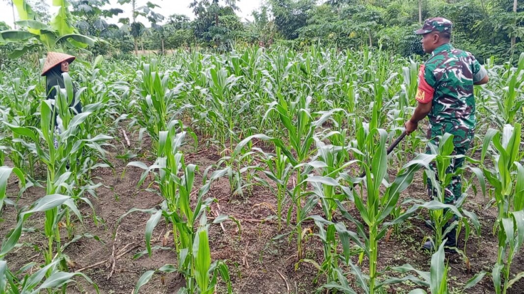 Babinsa Koramil 03/Setia Bakti Dampingi Petani Rawat Tanaman Jagung untuk Dukung Ketahanan Pangan