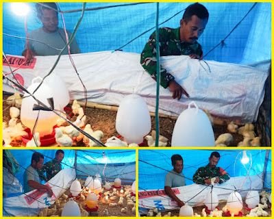 Kehadiran Babinsa di Tengah Peternak Perkuat Ketahanan Pangan dan Ekonomi Desa