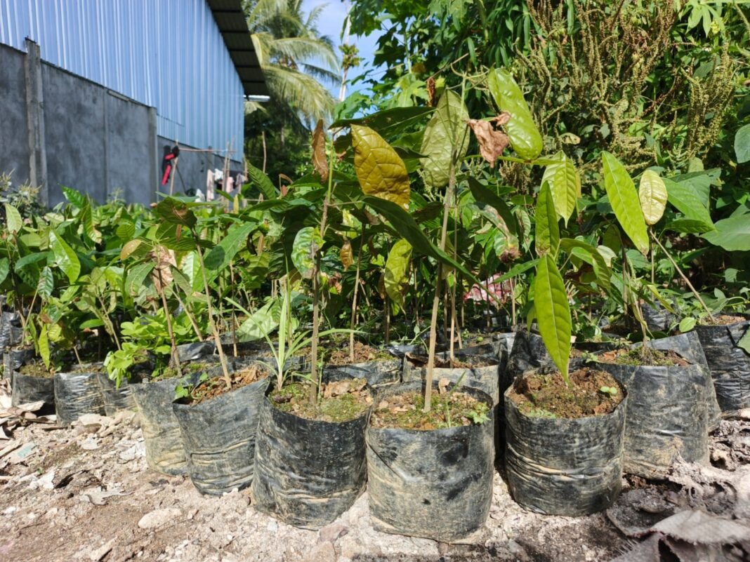 Sektor Perkebunan Ditingkatkan Melalui Program TMMD Ke-128 di Manokwari