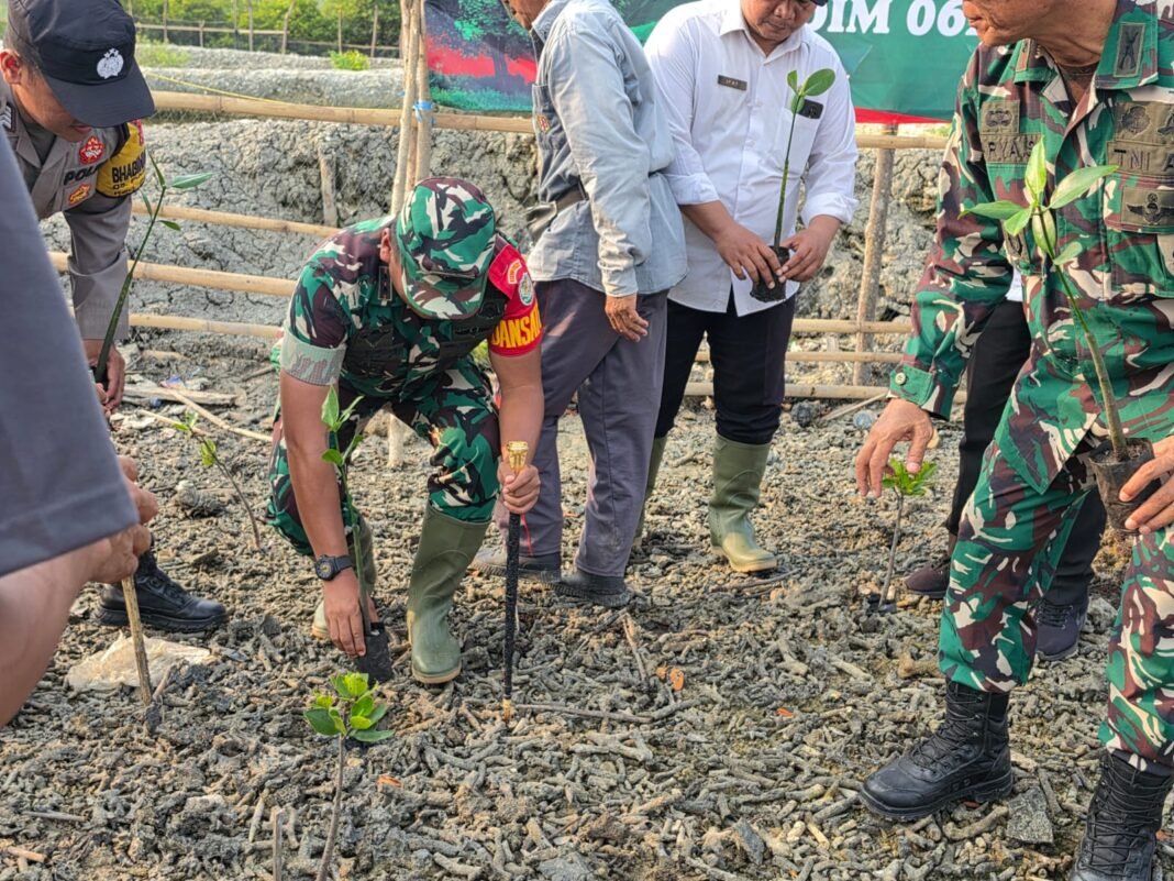 Mitigasi Tsunami, Kodim Cilegon Tanam Mangrove di Lahan 500 M2 Pulo Panjang