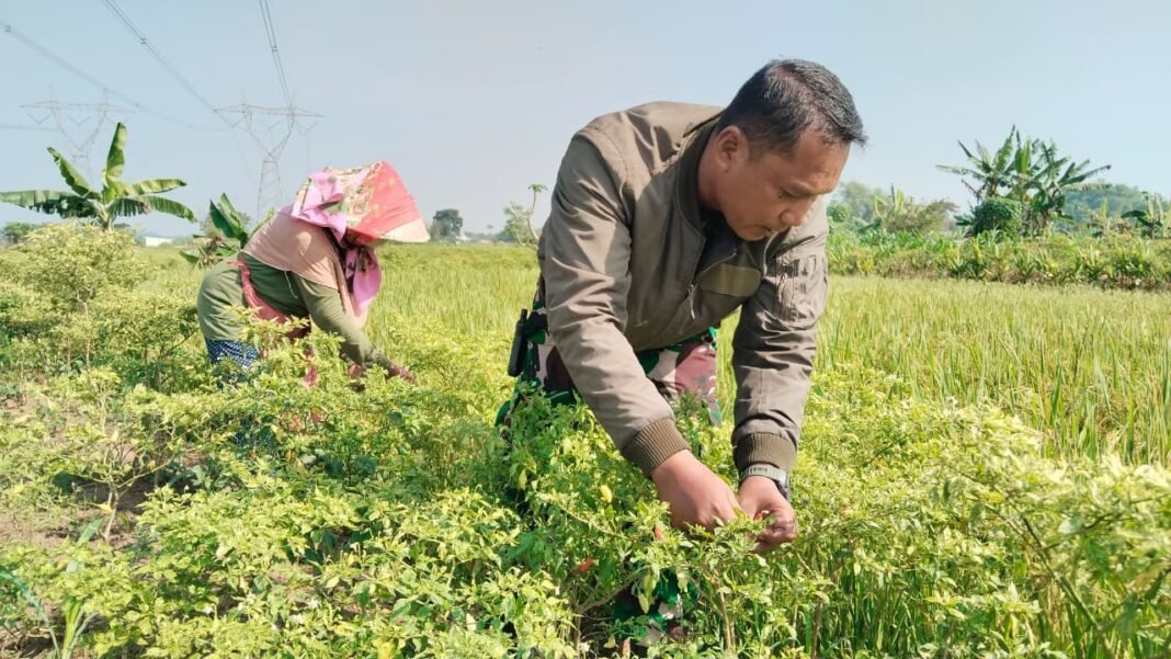 Kapten Kav Nyoman Turun Tangan Bantu Panen Cabai di TMMD 128