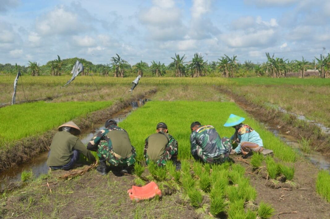 TNI Berpartisipasi dalam Penanaman Padi di TMMD Ke-128