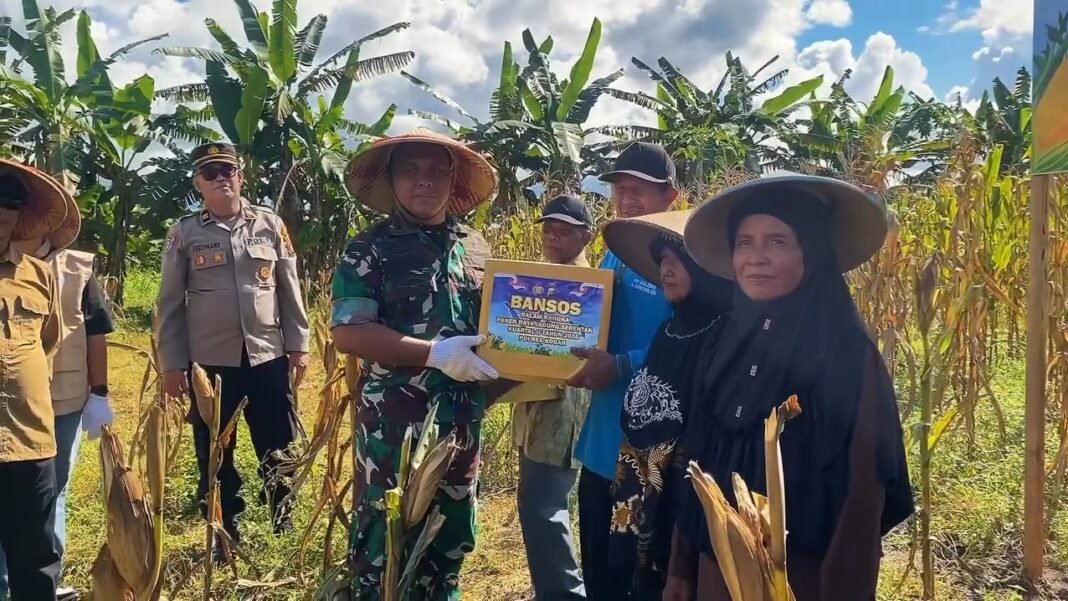 Acara Panen Raya Jagung Di Kobar, Dandim Tegaskan Pentingnya Sinergi Pangan