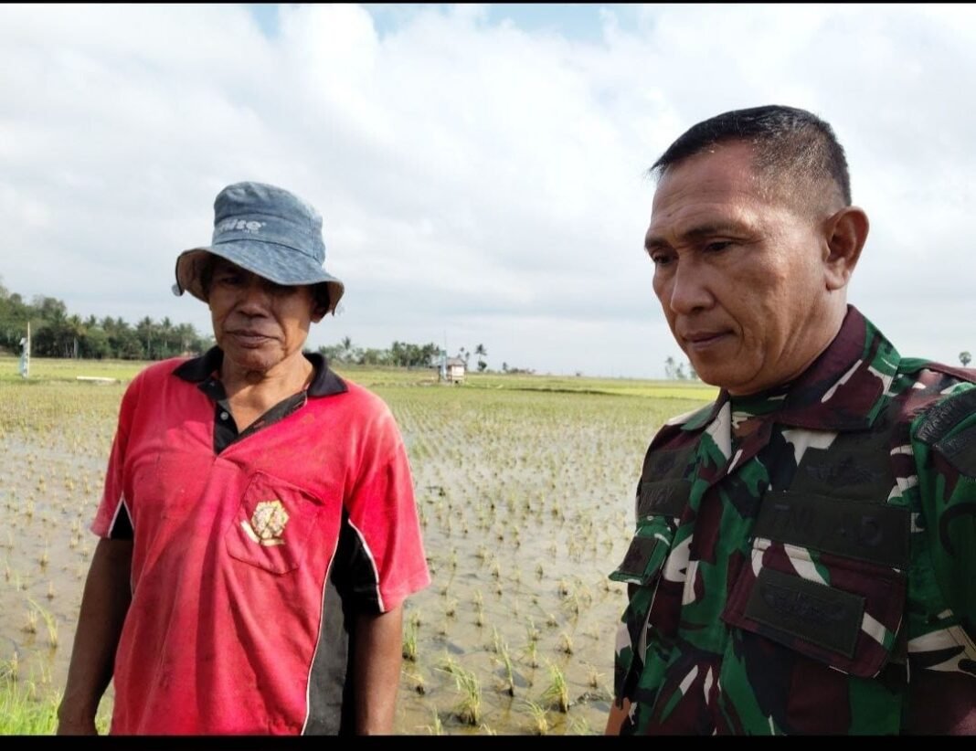 Babinsa Takkalasi: Sinergi TNI dan Petani dalam Luas Tambah Tanam