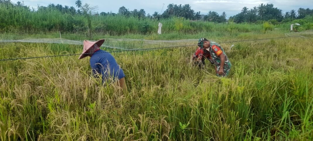 Babinsa Teunom Bantu Petani Panen Padi, Serangan Hama Jadi Tantangan Produksi Pertanian
