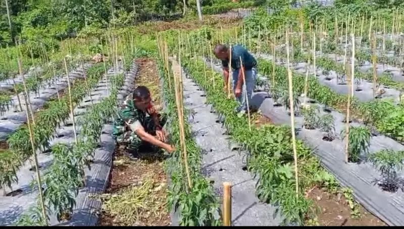 Produksi Cabai Merah Ditingkatkan, Babinsa Sabang Kawal Program Ketahanan Pangan Masyarakat