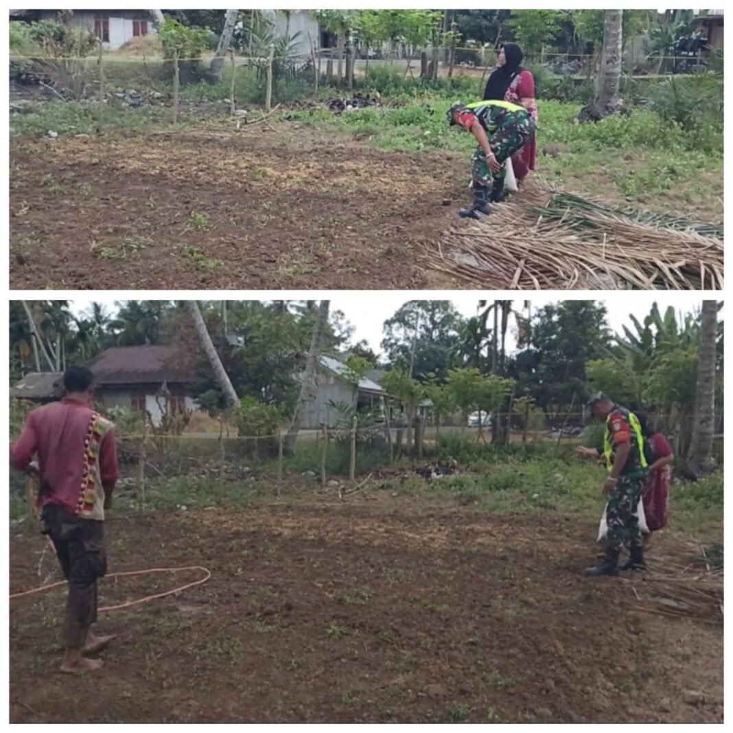 Koramil Woyla Barat Perkuat Ketahanan Pangan Melalui Pendampingan Penyemaian Padi