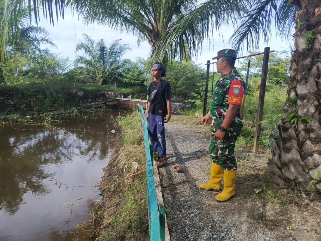 Babinsa Teunom Pantau Budidaya Ikan Nila Warga, Dukung Ketahanan Pangan dan Peningkatan Ekonomi