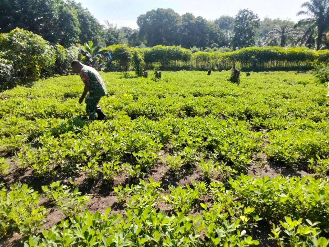 Dukung Ketahanan Pangan Nasional, Babinsa Panga Dampingi Perawatan Kebun Kacang Tanah di Aceh Jaya