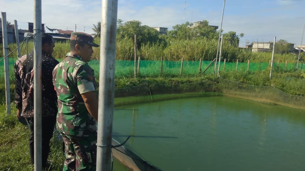 Babinsa Teunom Pantau Budidaya Lele Program Ketahanan Pangan Gampong, Siap Masuki Masa Panen