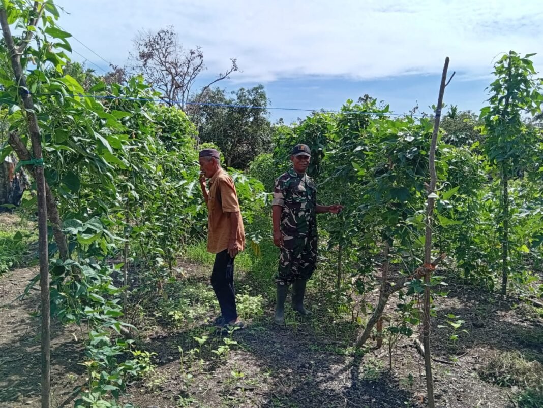 Babinsa Aceh Jaya Imbau Keselamatan Kerja Saat Kelola Kebun untuk Tingkatkan Produktivitas