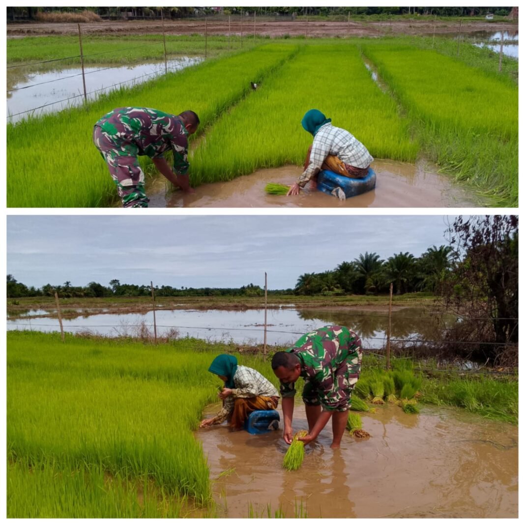 Babinsa Woyla Barat Bantu Petani Cabut Bibit Padi, Dukung Ketahanan Pangan Aceh Barat