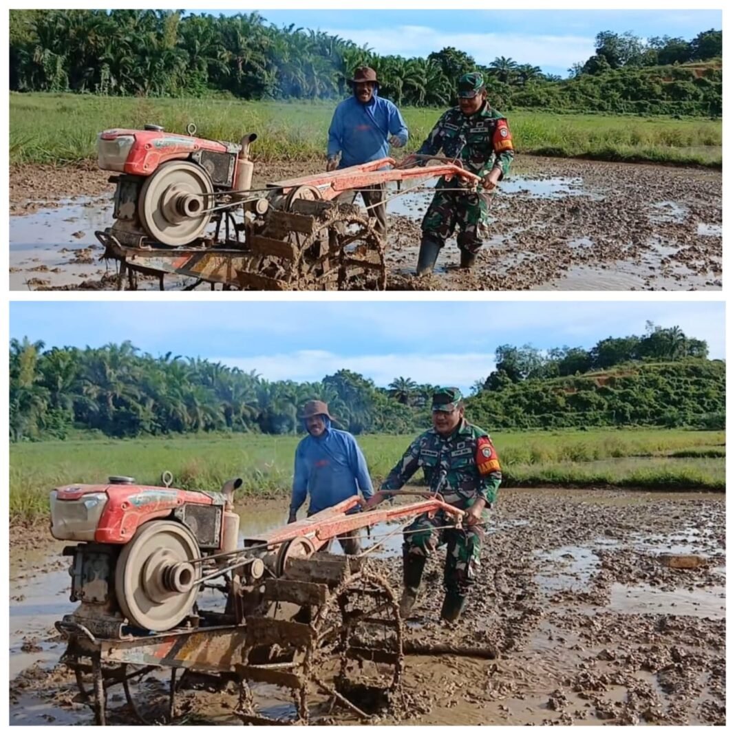 Babinsa Woyla Barat Bantu Bajak Sawah Petani, Perkuat Ketahanan Pangan Aceh Barat