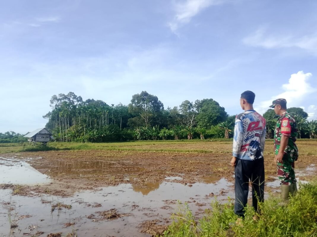 Babinsa Panga Cek Kesiapan Lahan Sawah Poktan Cot Mane, Dukung Percepatan Musim Tanam Padi di Aceh Jaya