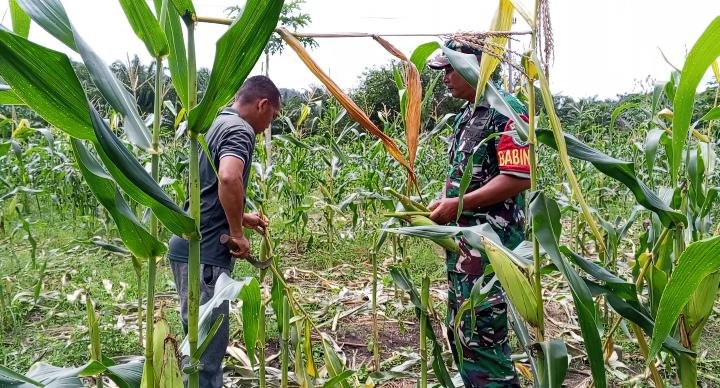 Babinsa Setia Bakti Dampingi Panen Jagung Manis, Dukung Ketahanan Pangan dan Peningkatan Ekonomi Warga