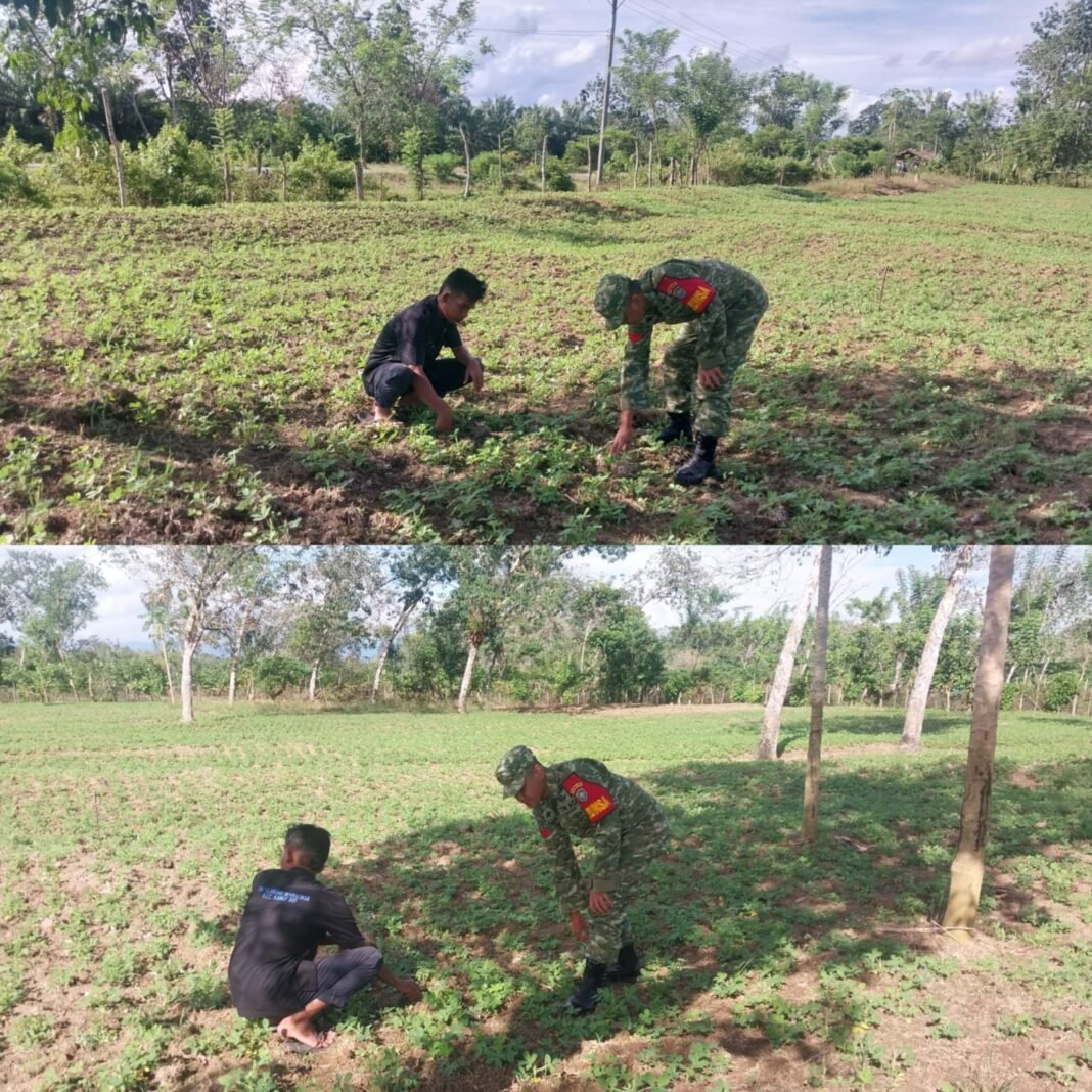 Kopka Doni Firdaus Turun ke Lahan, Bantu Petani Kendalikan Gulma Tanaman Kacang Tanah