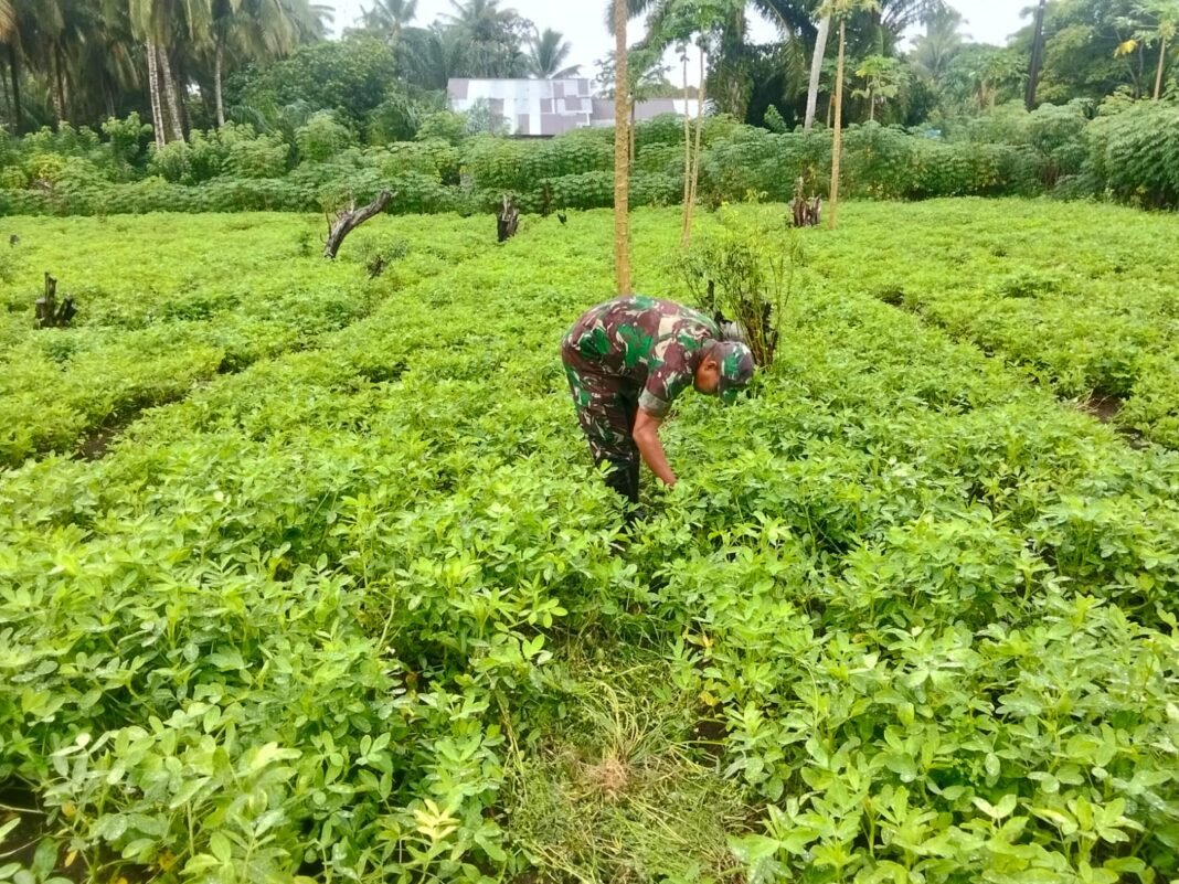Babinsa Panga Pantau Tanaman Kacang Tanah, Dukung Ketahanan Pangan dan Produktivitas Petani