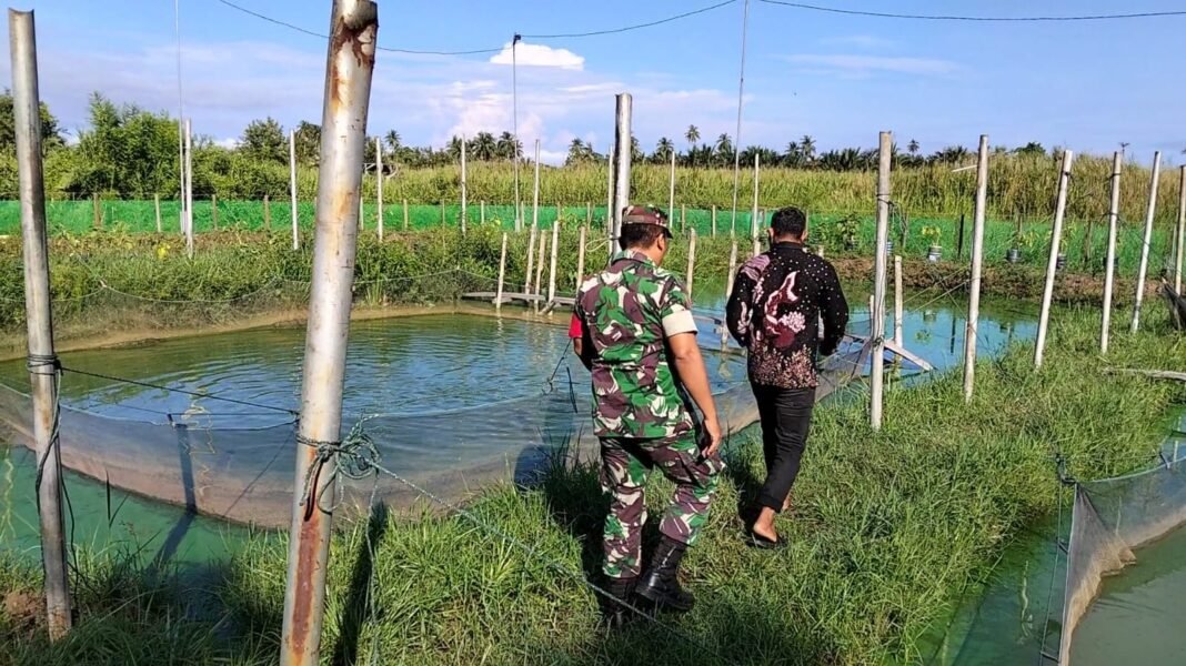 Babinsa Aceh Jaya Optimalkan Potensi Perikanan Lokal untuk Perkuat Ekonomi dan Ketahanan Pangan Desa