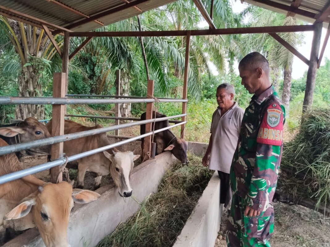 Babinsa Subulussalam Dampingi Peternak Lembu, Perkuat Ketahanan Pangan dan Ekonomi Warga