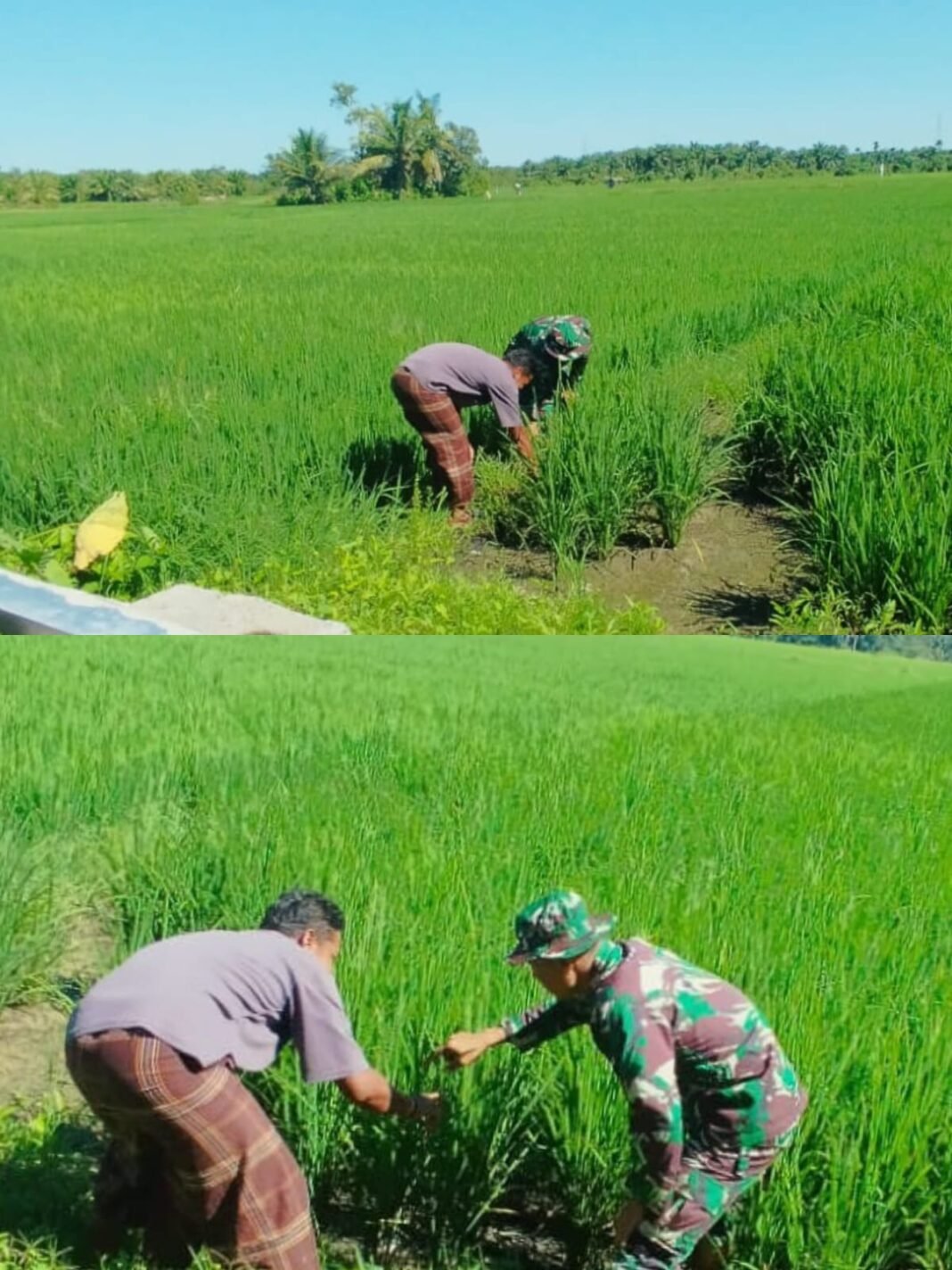 Babinsa Kaway XVI Pantau Pertumbuhan Padi Petani di Desa Beuregang