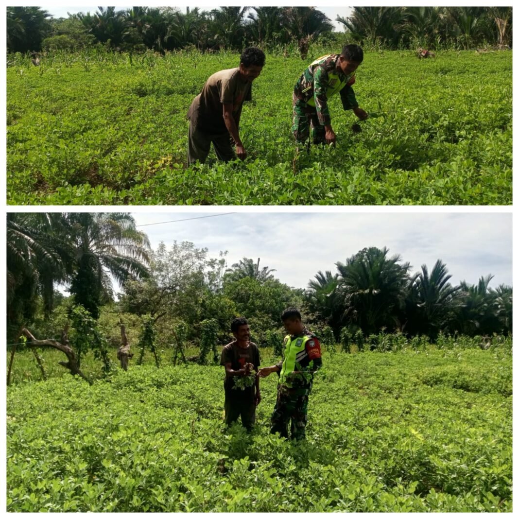 Babinsa Woyla Barat Pantau Tanaman Kacang Tanah, Petani Diimbau Kendalikan Gulma