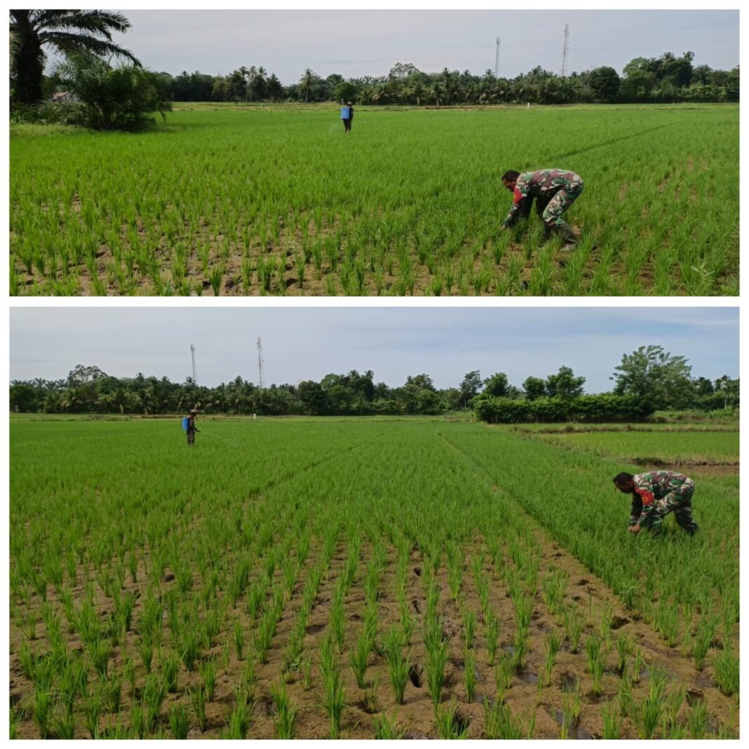 Babinsa Aktif Dampingi Petani, Produktivitas Pertanian Aceh Barat Terus Ditingkatkan