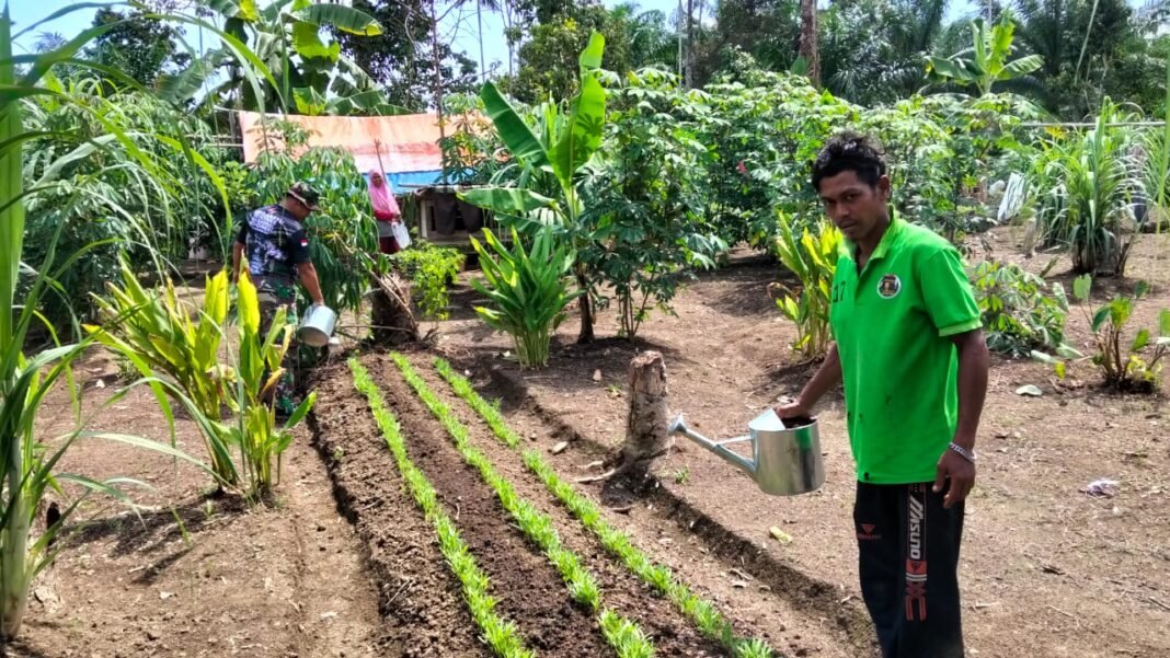Satgas TMMD Ke-129 Kodim 0114/Aceh Jaya Lakukan Penyiraman Tanaman Kangkung di Lahan Ketahanan Pangan