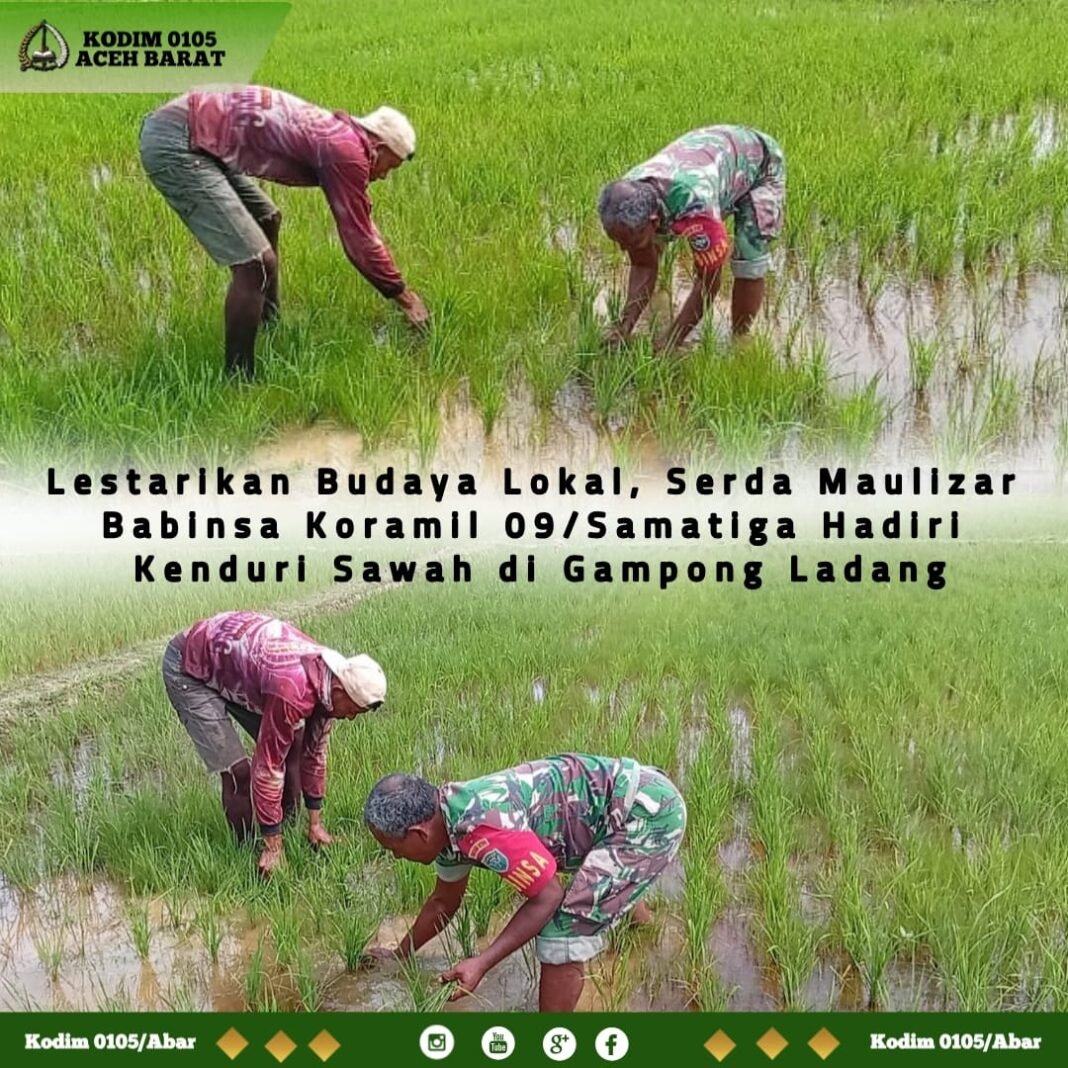 Dukung Ketahanan Pangan, Babinsa Koramil 09/Samatiga Turun Langsung Bersihkan Gulma Padi