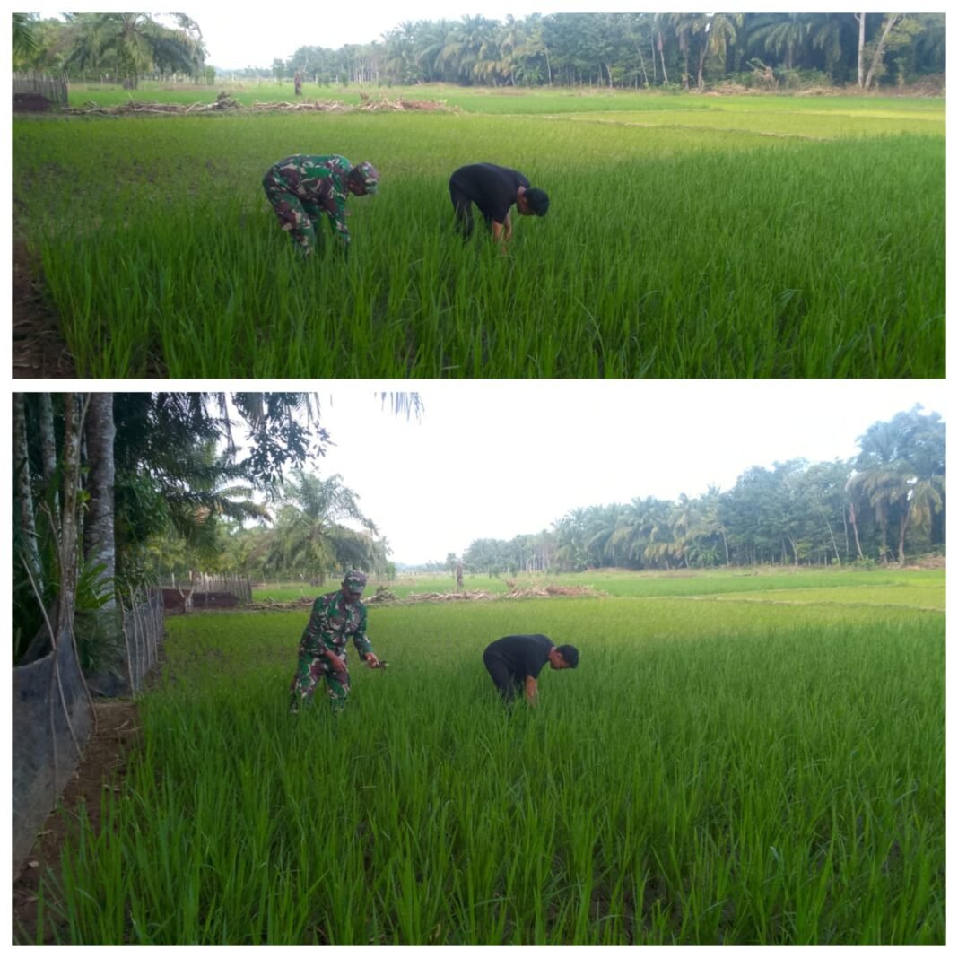 Babinsa Sertu Sutrisno Dampingi Perawatan Sawah agar Tanaman Padi Tumbuh Optimal