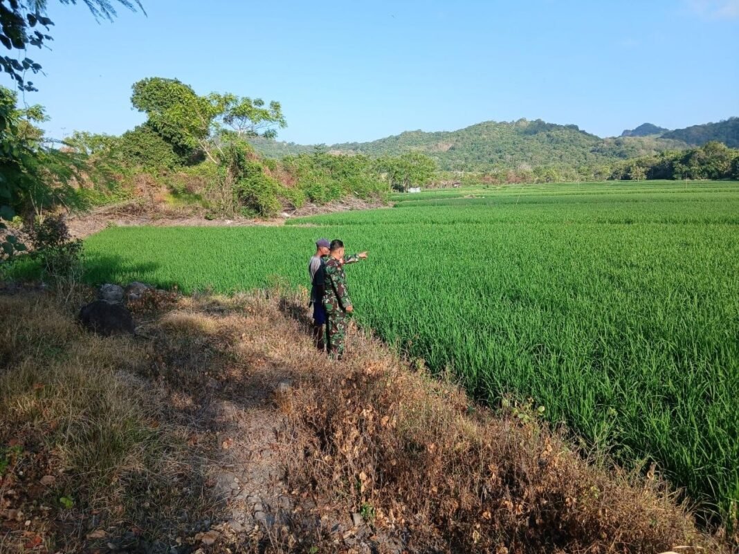 Babinsa Bangkai Dampingi Luas Tambah Tanam untuk Petani