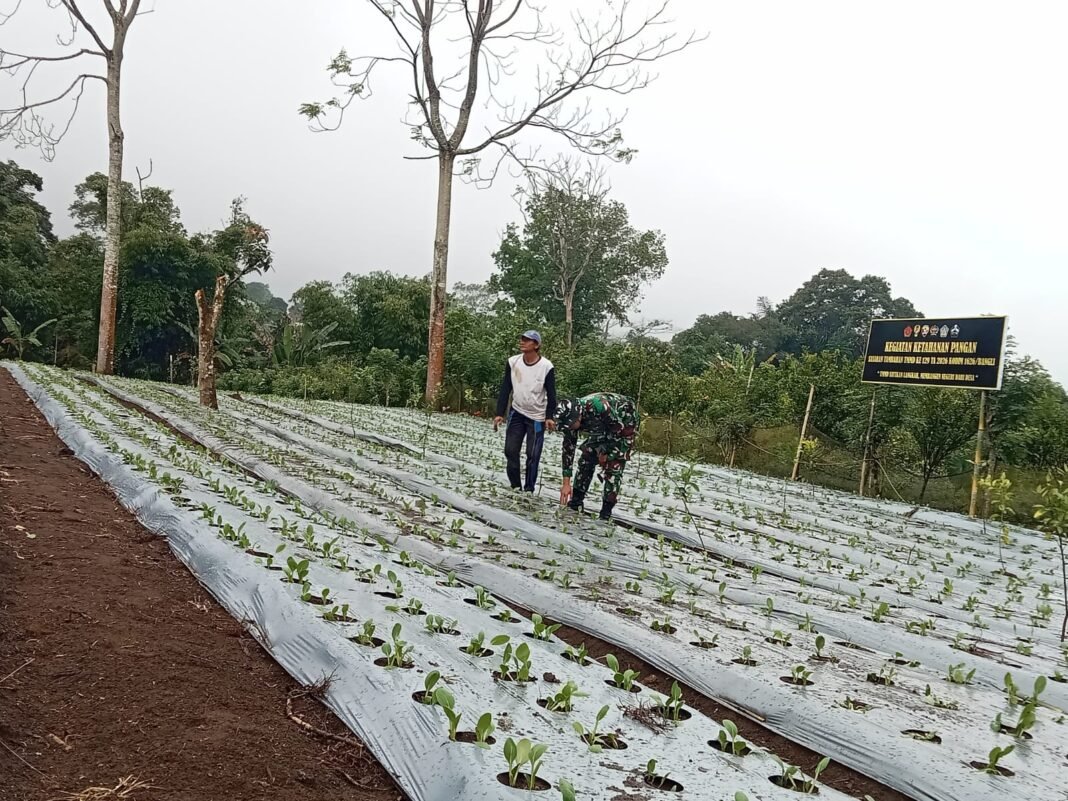 Keterlibatan Warga dan Satgas TMMD dalam Merawat Kebun Pakcoy