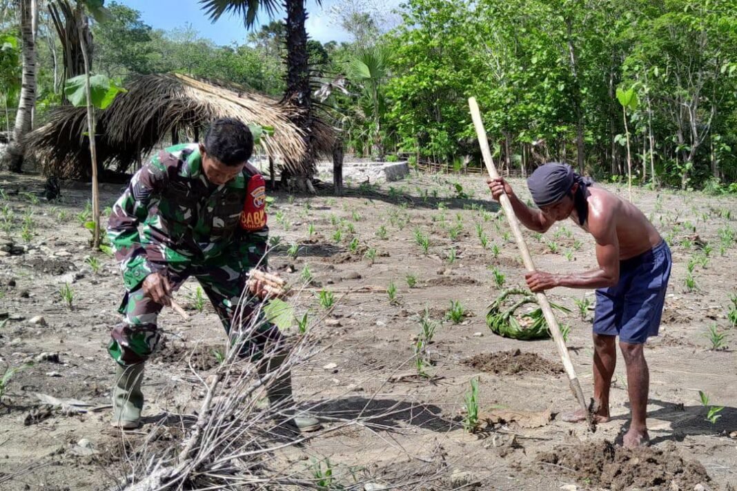 Inisiatif Babinsa untuk Ketahanan Pangan di Musim Kemarau