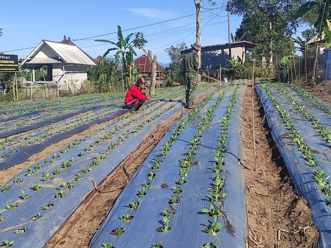 Dukung Ketahanan Pangan, Satgas TMMD Ke-129 Rutin Merawat Tanaman Pakcoy
