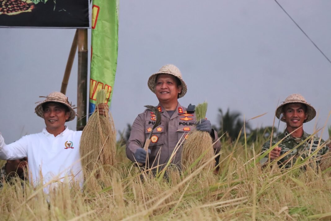 Sinergi TNI dan Pemerintah dalam Panen Raya di Tabanan