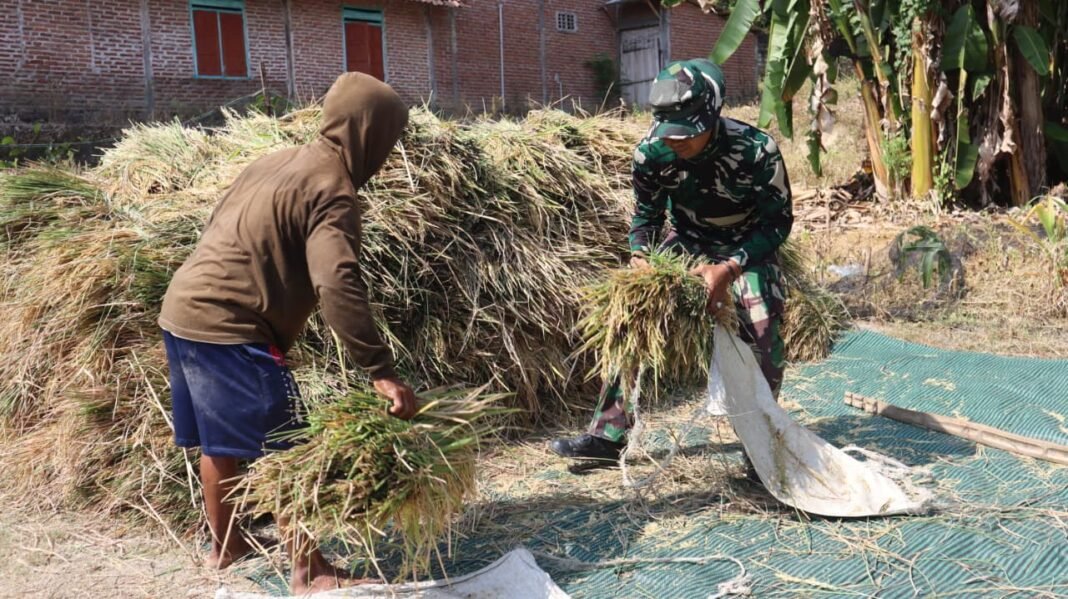 TNI Berperan Aktif Dalam Mendukung Petani Panen di Lamongan